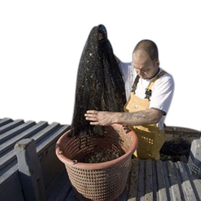 Christian emptying a shrimp net